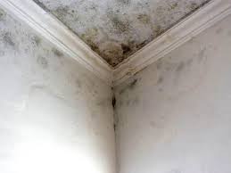 Best Mold Damage Restoration  in USA